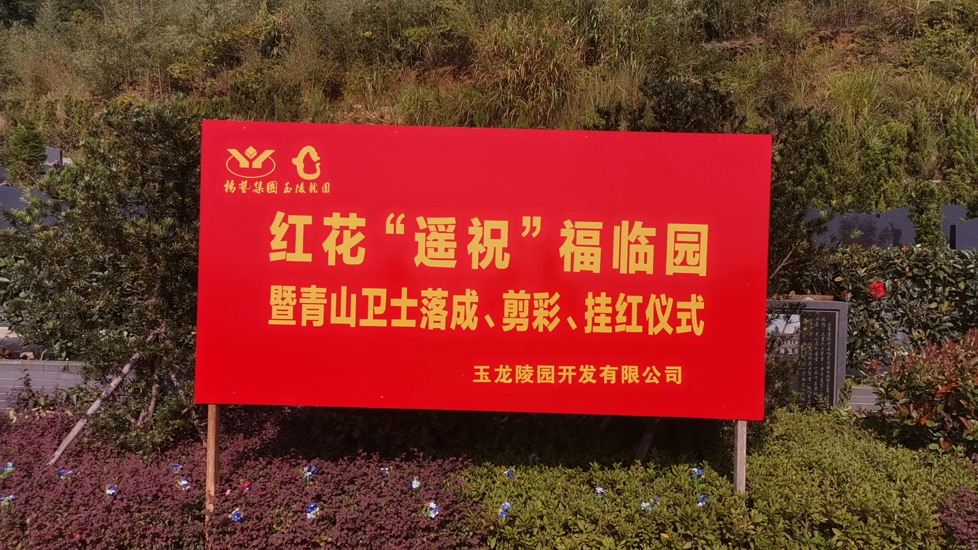 红花传爱意，情满玉龙园！