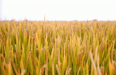 稻谷飘香迎丰年|Galaxy银河国际出产基地奏响丰登乐章