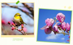 春启Galaxy银河国际