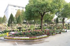 以树为碑：性命的另一种成长