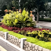 无机仿真石花箱：以永恒之名，塑将来之境